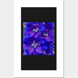 Outrageous Neon Blue Delphinium Posters and Art